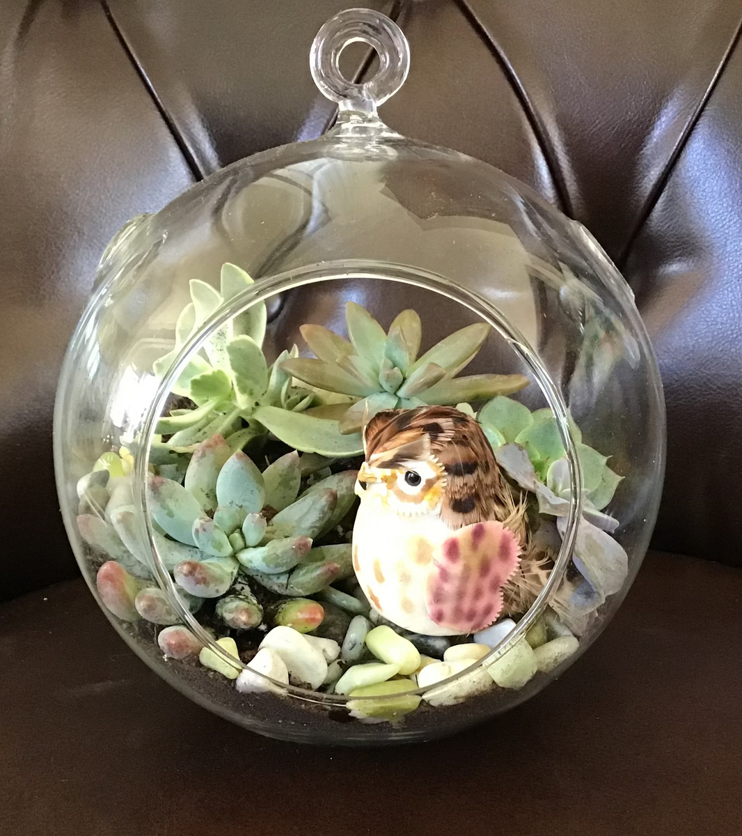 hanging glass succulent terrarium Succulent Terrarium – Petals Florist LLC