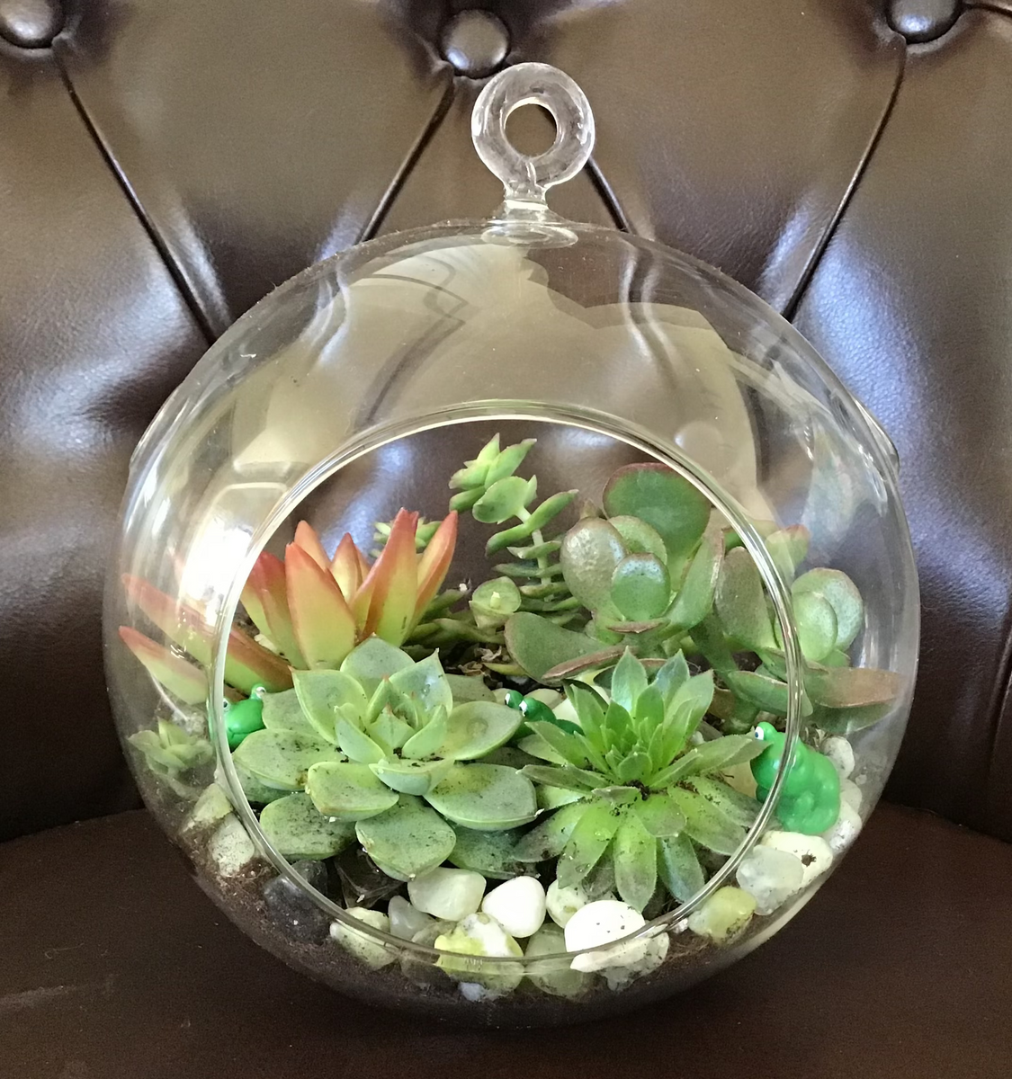 hanging glass succulent terrarium Succulent Terrarium – Petals Florist LLC