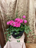 Geranium