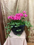 Geranium