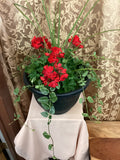 Geranium
