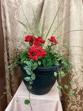 Geranium