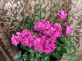Geranium