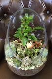 Large succulent terrarium