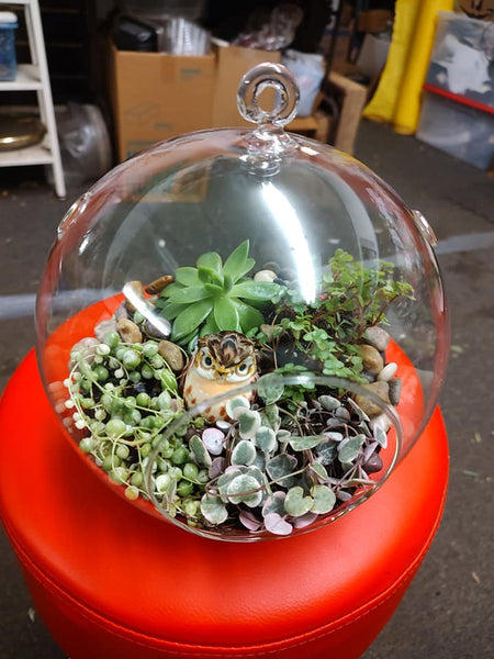 Glass Terrarium  with seasonal plants (P224)