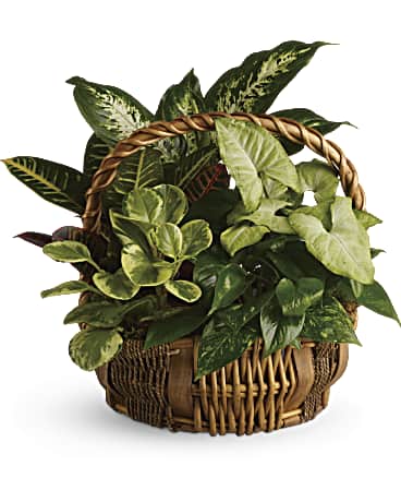 Emerald Garden Basket (P205)